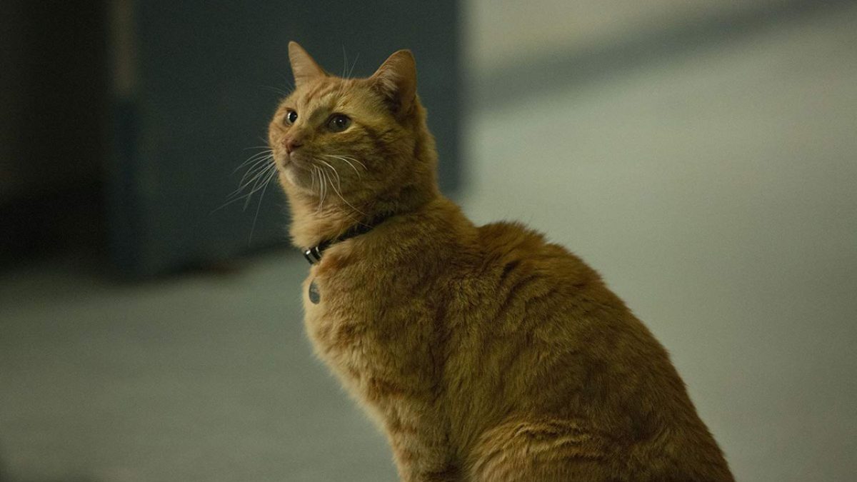 Goose the cat from 'Captain Marvel'