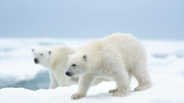 Disneynature Reveals New Conservancy Effort Ahead of 'Polar Bear' Debut - Vimarsana News