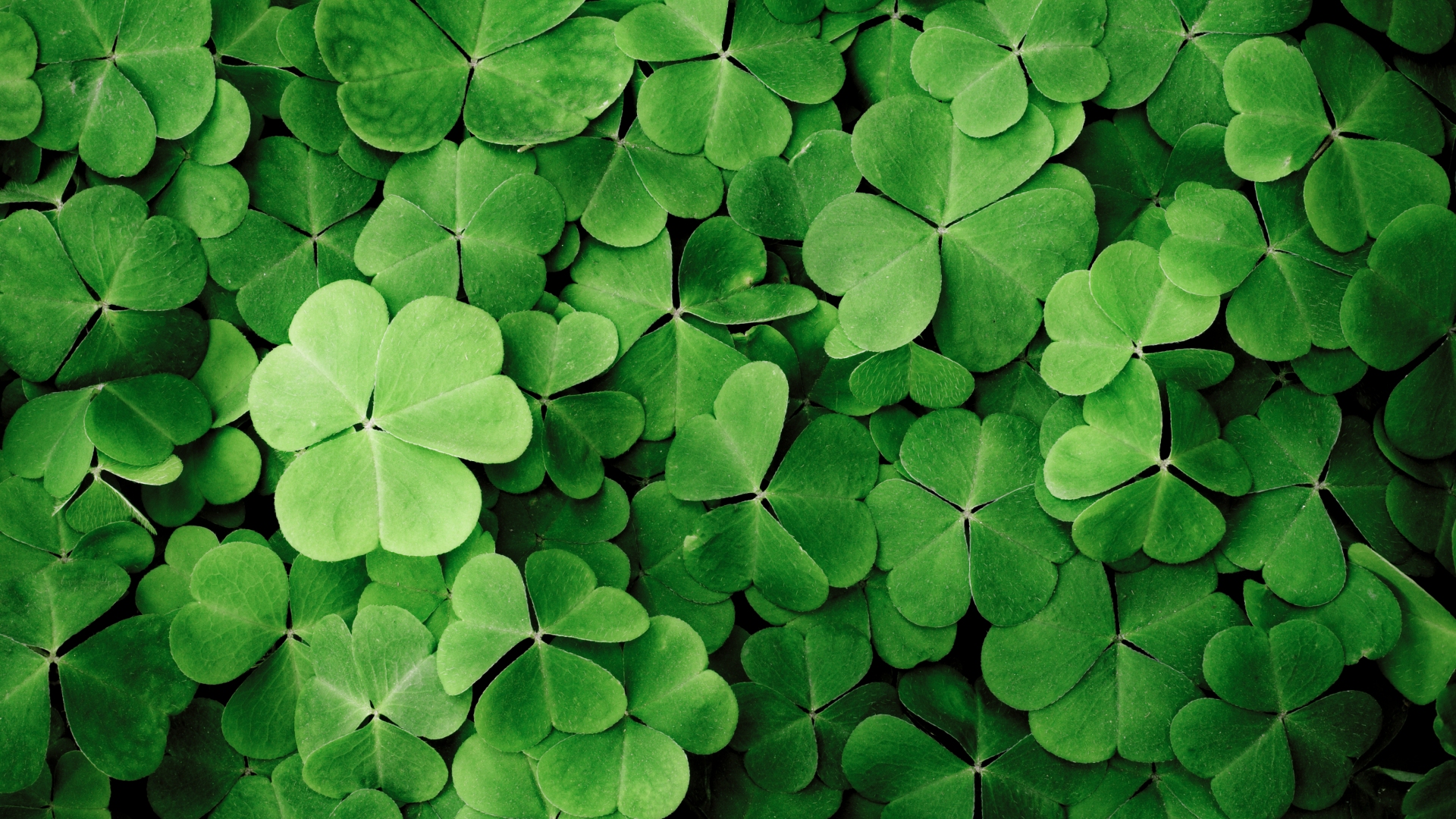 St. Patrick's Day - shamrocks - Getty