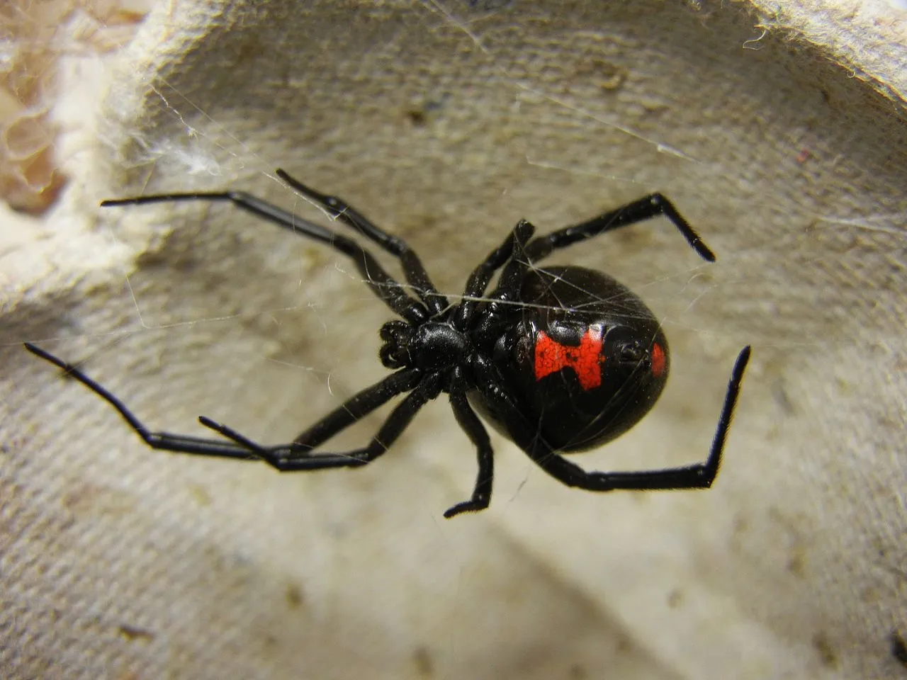 A black widow is in a web on top of a woven item. 