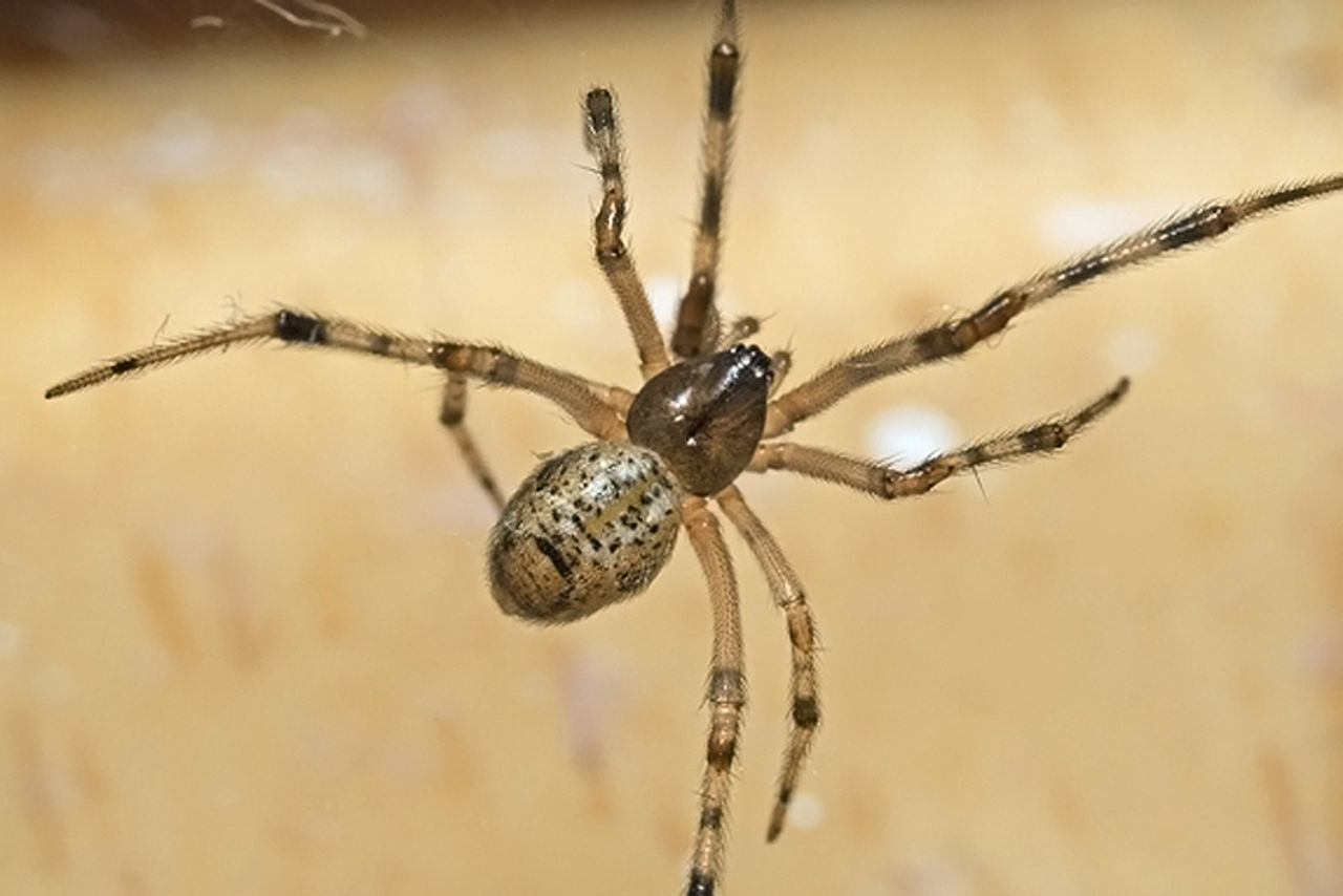 An American house spider is hanging in a web. 