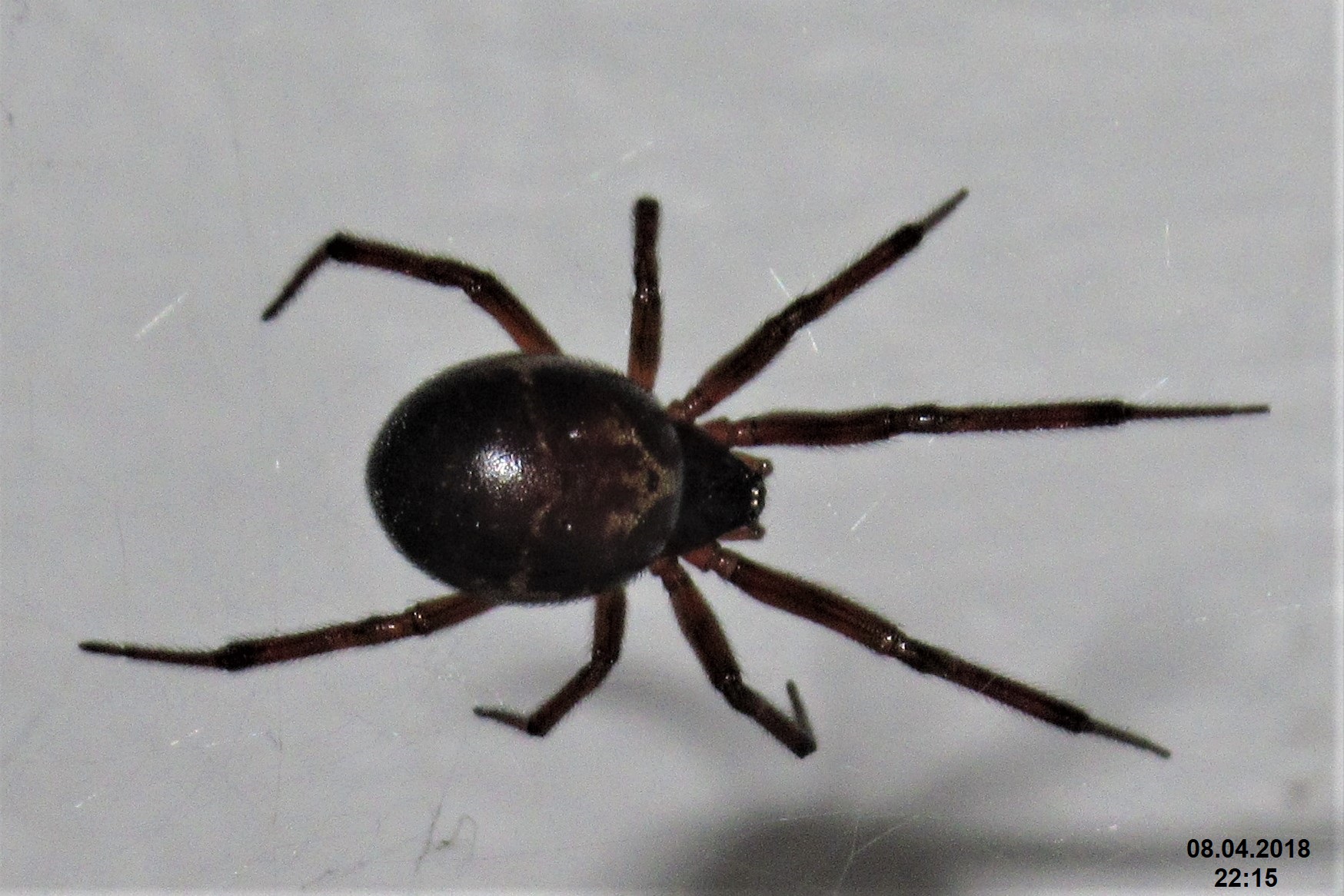A noble false widow spider is in front of a gray surface. 