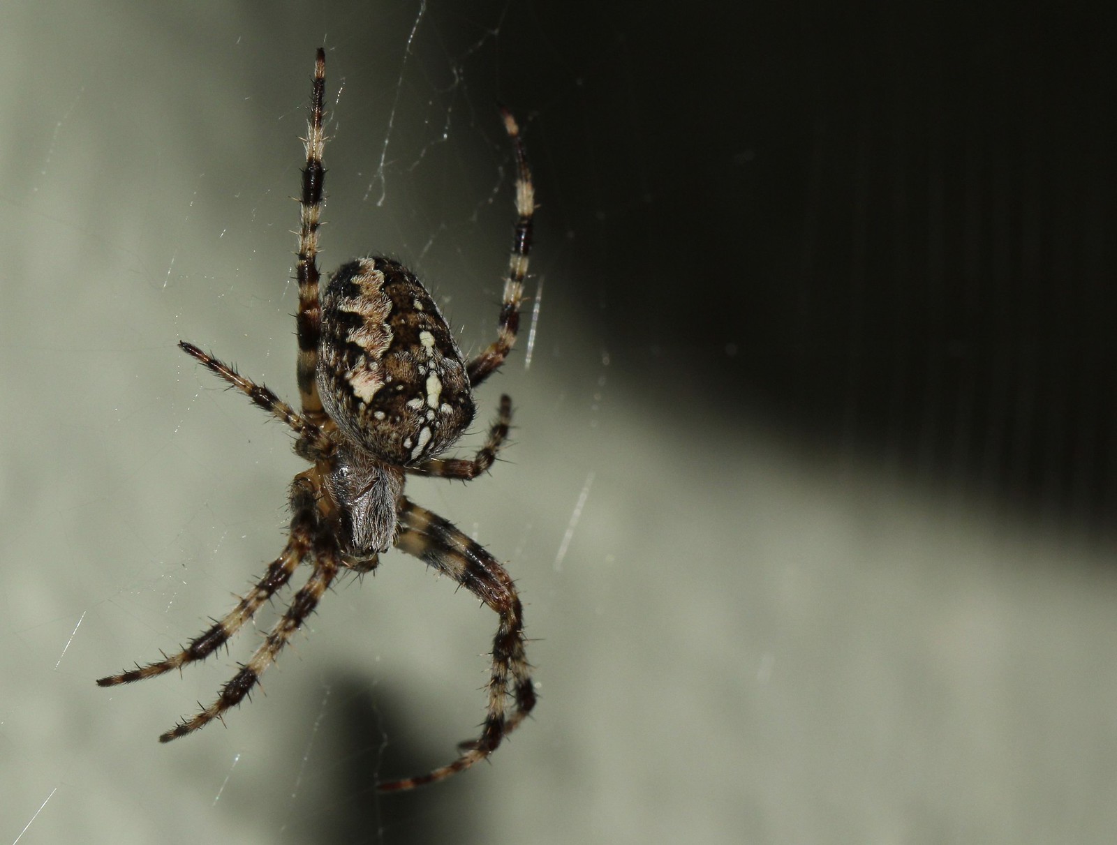 An orb-weaver spider is in a web. 