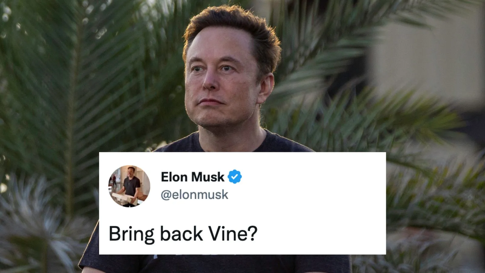 Elon Musk’s quest for social media dominance takes weird turn, seems ready to revive Vine
