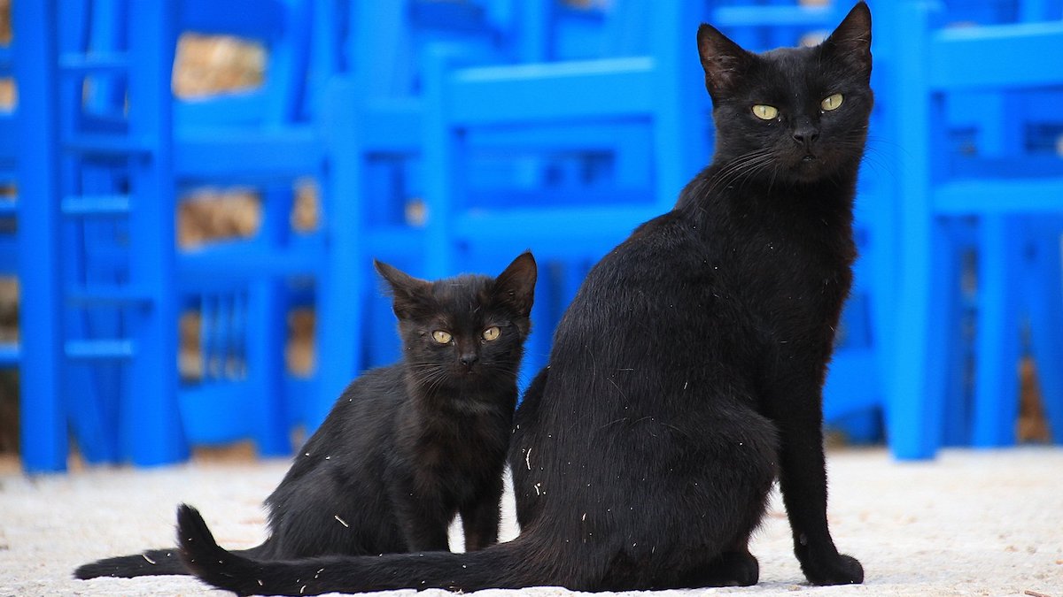 black cat mom and kitten