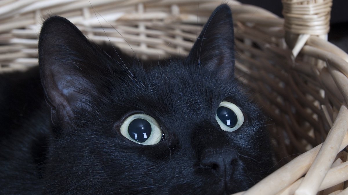 black cat peeking out of basket mischievously