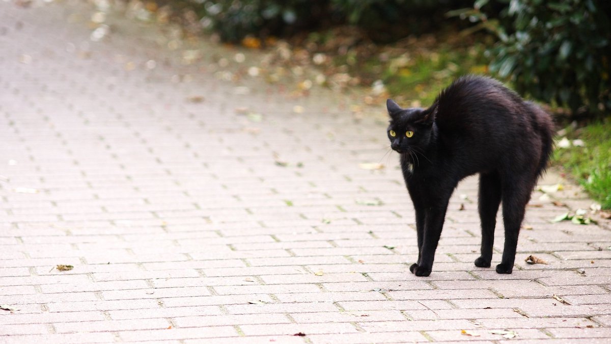 spooked black cat with hackles up