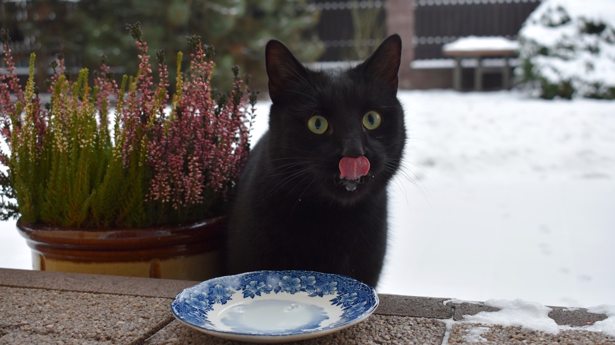 black cat licking his chops