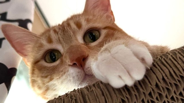An orange cat peers over a scratching post