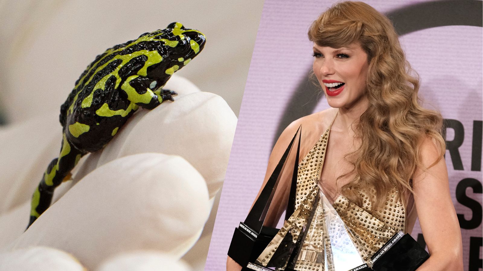 An Album Of Only Frog Calls Could Dethrone Taylor Swift's 'Midnights' From The Top Spot on Australian Album Charts