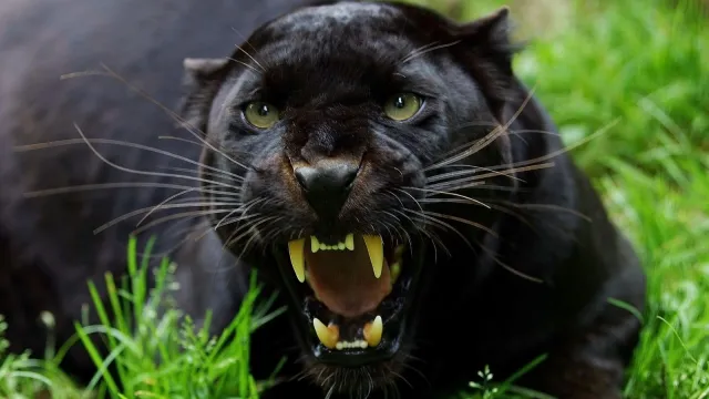 Black Panther, panthera pardus, Adult Snarling, in Defensive Posture - stock photo