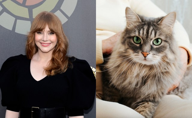 Bryce Dallas Howard cat collage