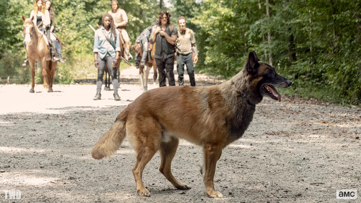 Dog in 'The Walking Dead' 