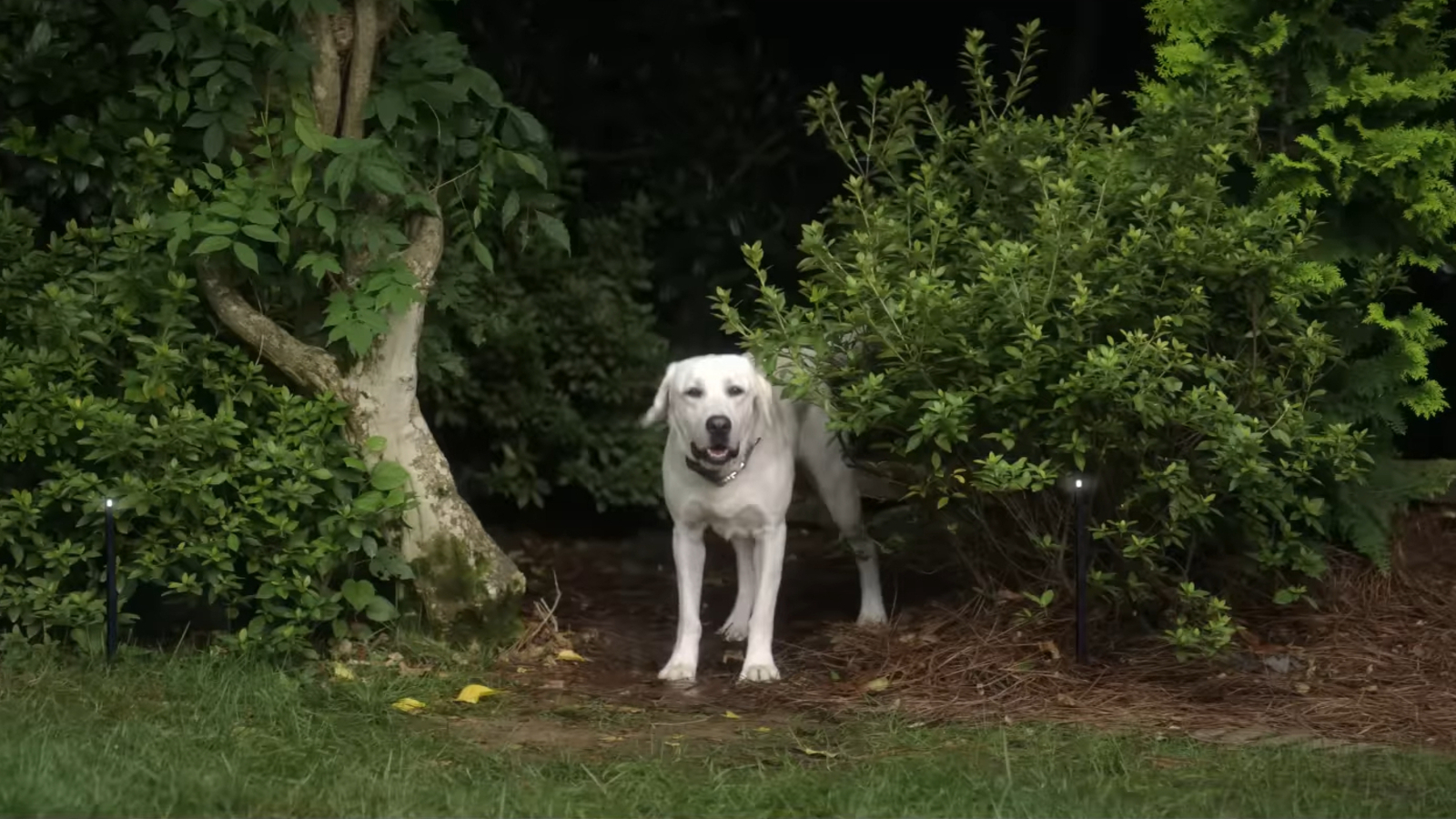 Does Gonker Live in 'Dog Gone?' The True Story Behind Netflix's New