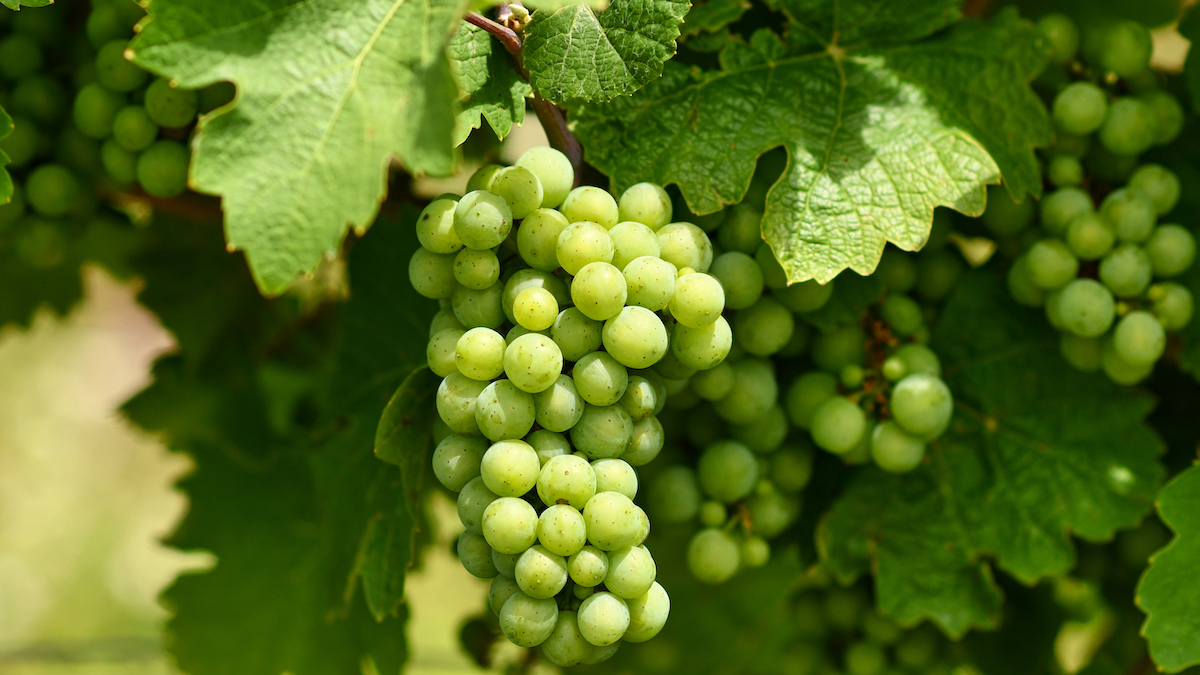green grapes on a branch