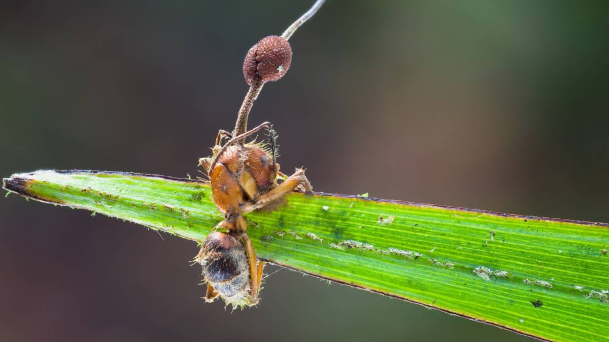 An ant infected with Ophiocordyceps unilateralis