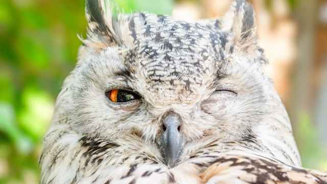 owl winking