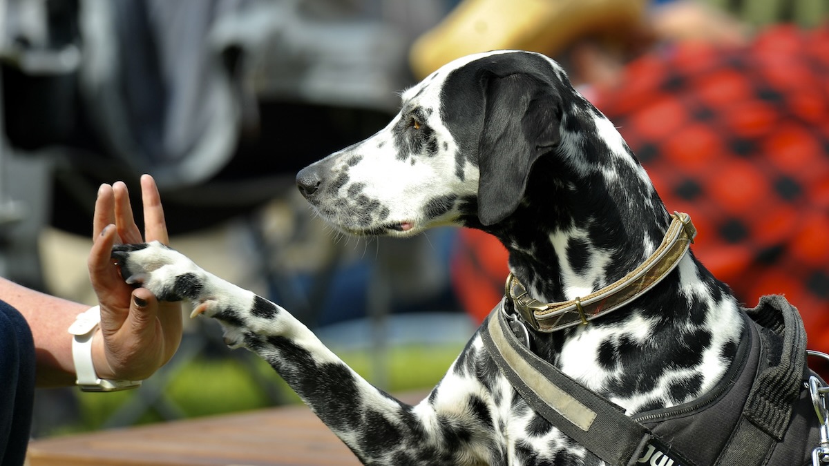 ISLAY, SCOTLAND - MAY 30: A dalmatian dog high fives its owner at the Fèis Ìle 2022 whisky festival on May 30, 2022 in Islay, Scotland.
