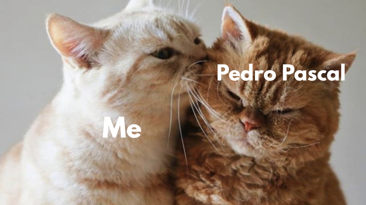 Pedro Pascal Cat meme