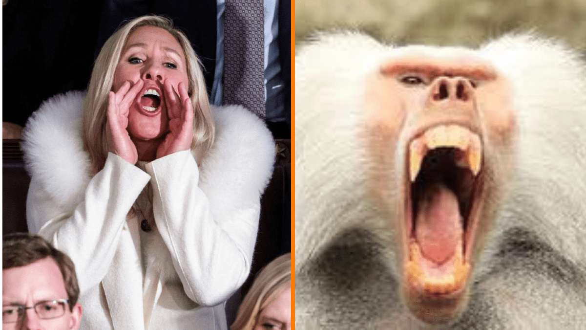 Marjorie Taylor Greene and a shrieking baboon