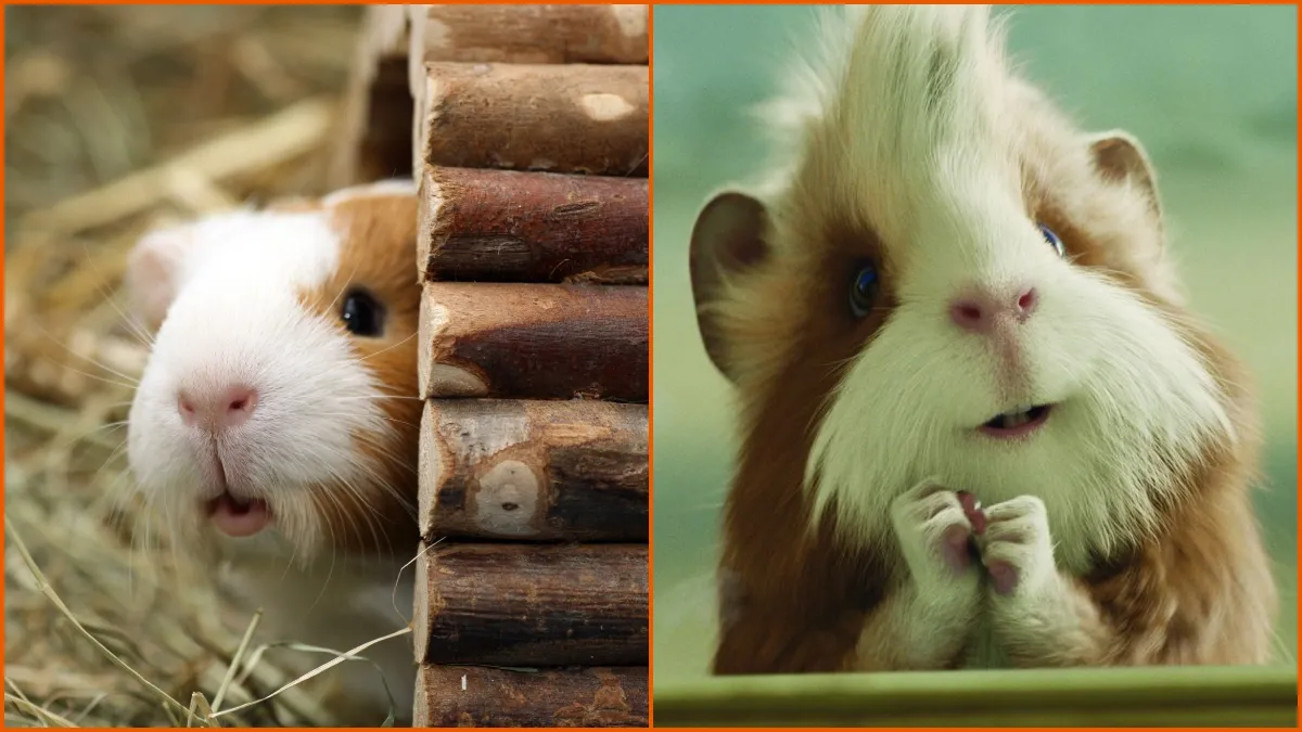 The Best TV Shows and Movies About Guinea Pigs