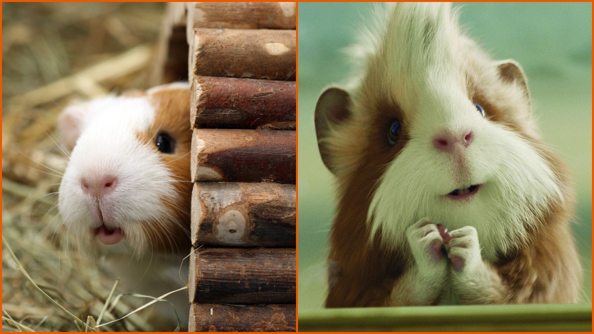 A guinea pig in a hut and Hurley from G-Force