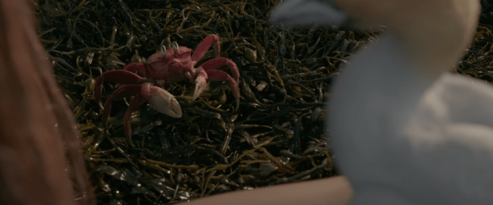 What kind of crab is Sebastian in ‘The Little Mermaid?’