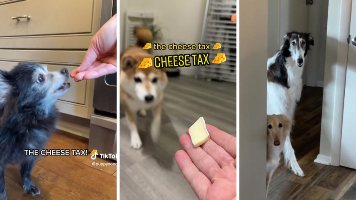 TikTok’s ‘Cheese Tax’ Song Is Now a Permanent Fixture in the