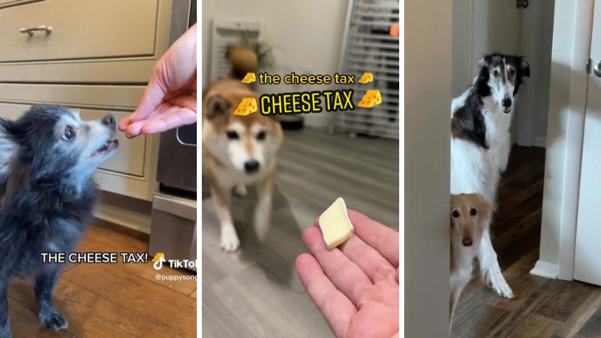 TikTok videos about the "Cheese Tax" song