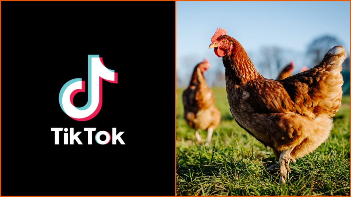 What Is the ‘Great Chicken War’ TikTok Trend?