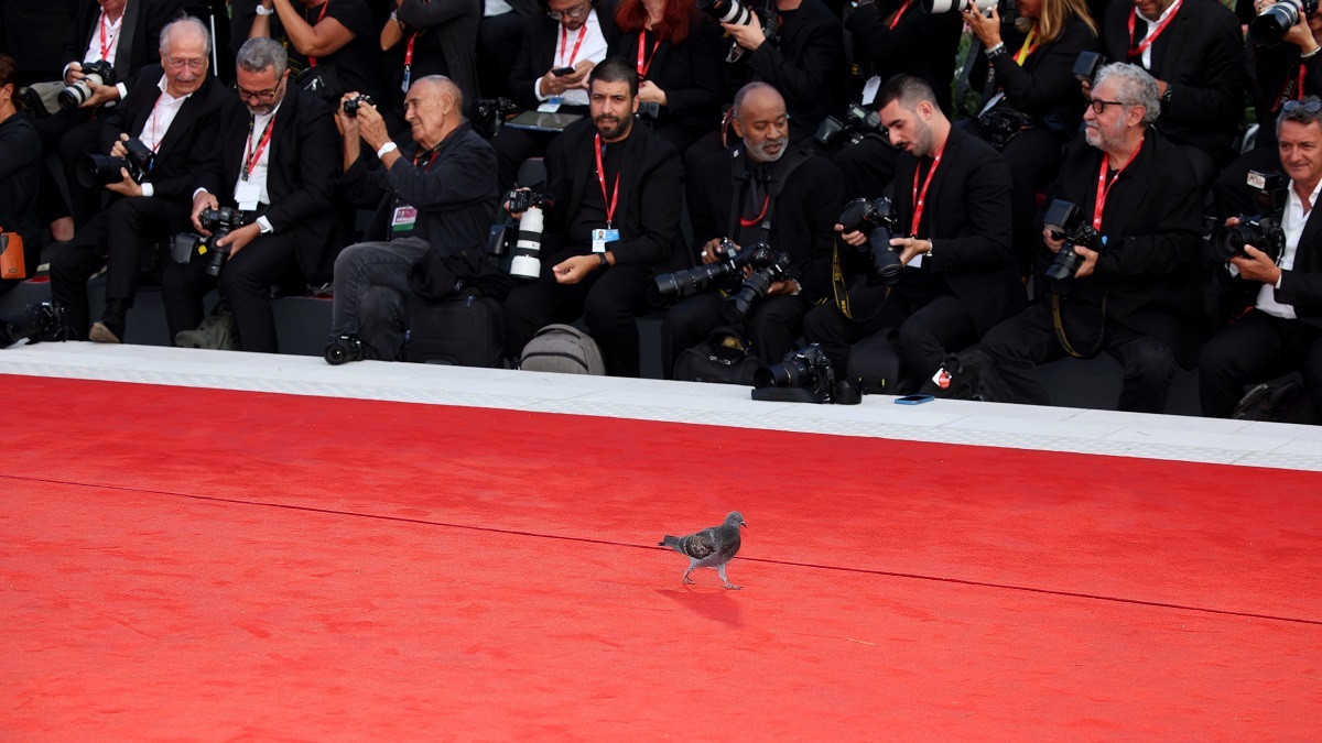 With Actors on Strike, a Pigeon Swoops In To Steal the Red Carpet at the Venice Film Festival