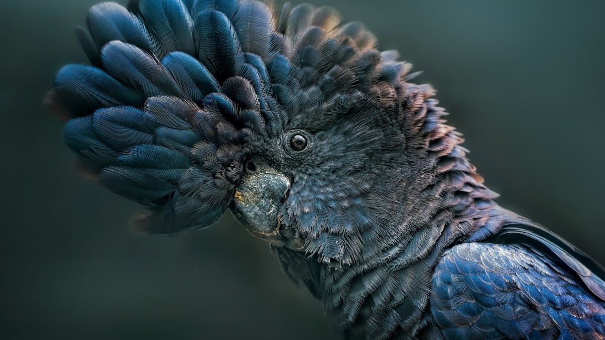 Close up portrait of a red Tailed Black Cockatoo also known as Banks Black Cockatoo.