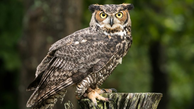 Owl Getty