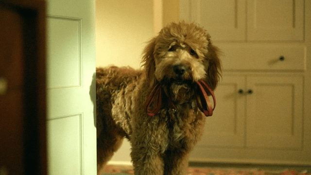 Six-Thirty the Goldendoodle from 'Lessons in Chemistry'