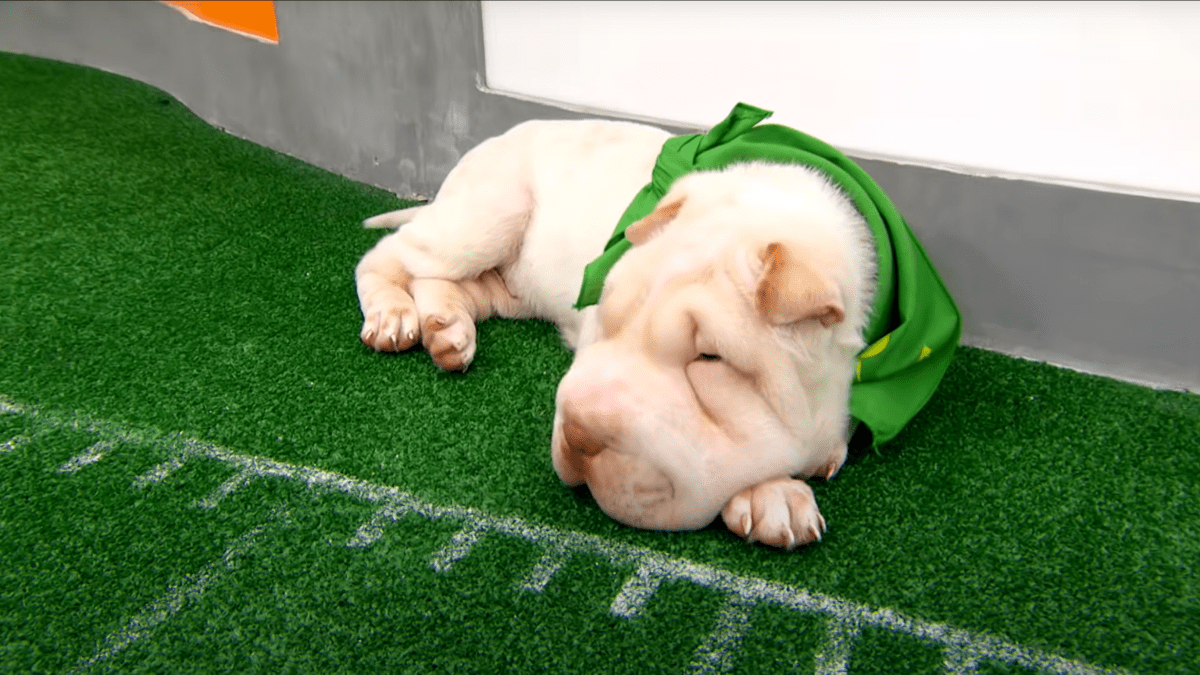 A contestant at the Puppy Bowl, sleeping out of bounds.