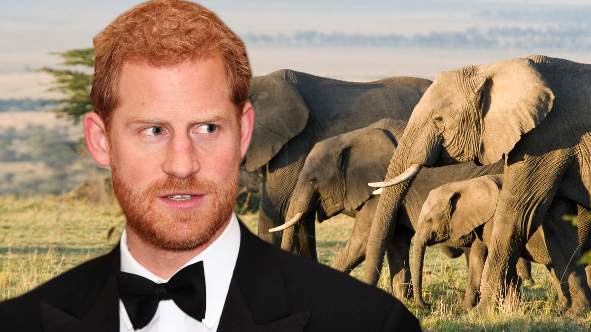 Prince Harry attends 100 Women in Finance Gala Dinner in aid of Wellchild at the Victoria and Albert Museum on October 11, 2017 in London, England. (Photo by Victoria Jones - WPA Pool/Getty Images) + Stock Photo of African Elephants on the Masai Mara, Kenya, Africa