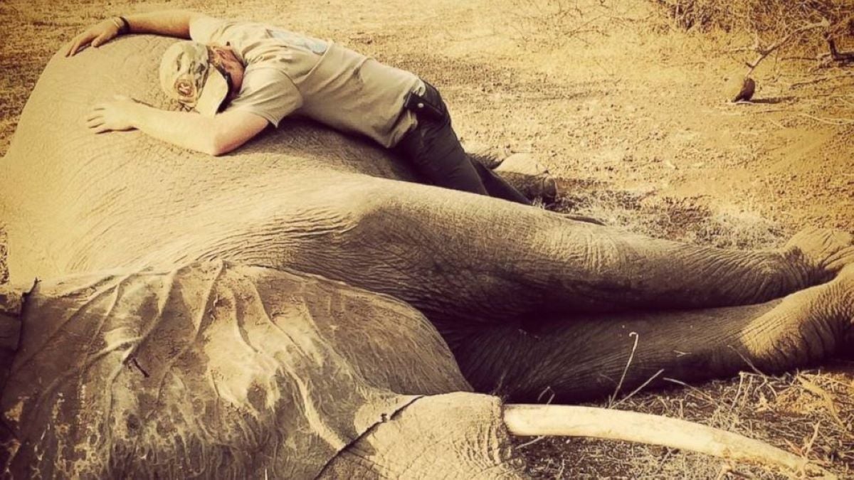 Prince Harry and an elephant