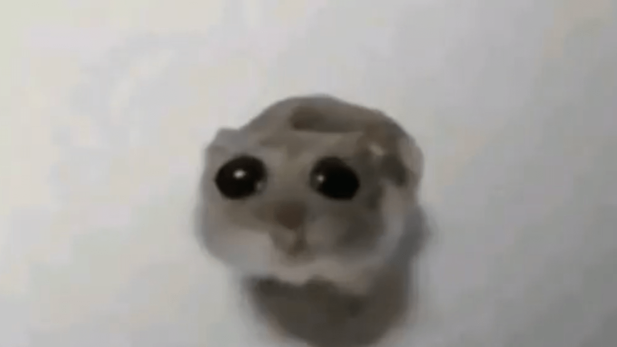 The TikTok Sad Hamster Meme, Explained