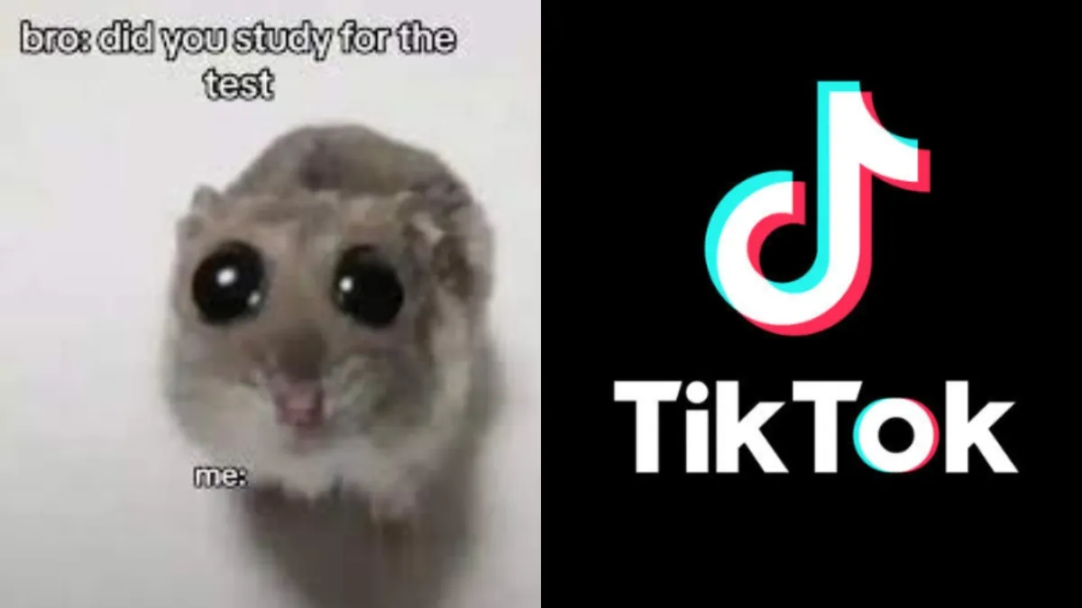 The Tiktok Sad Hamster Meme Explained