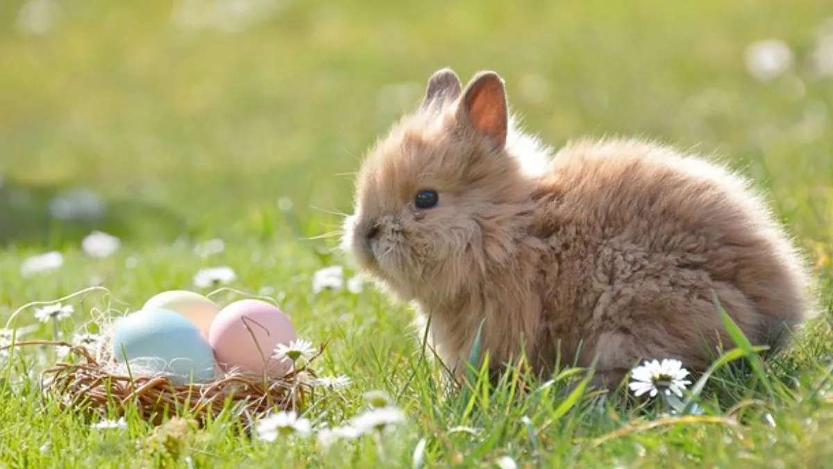 A rabbit looking at the easter eggs laying on grass field