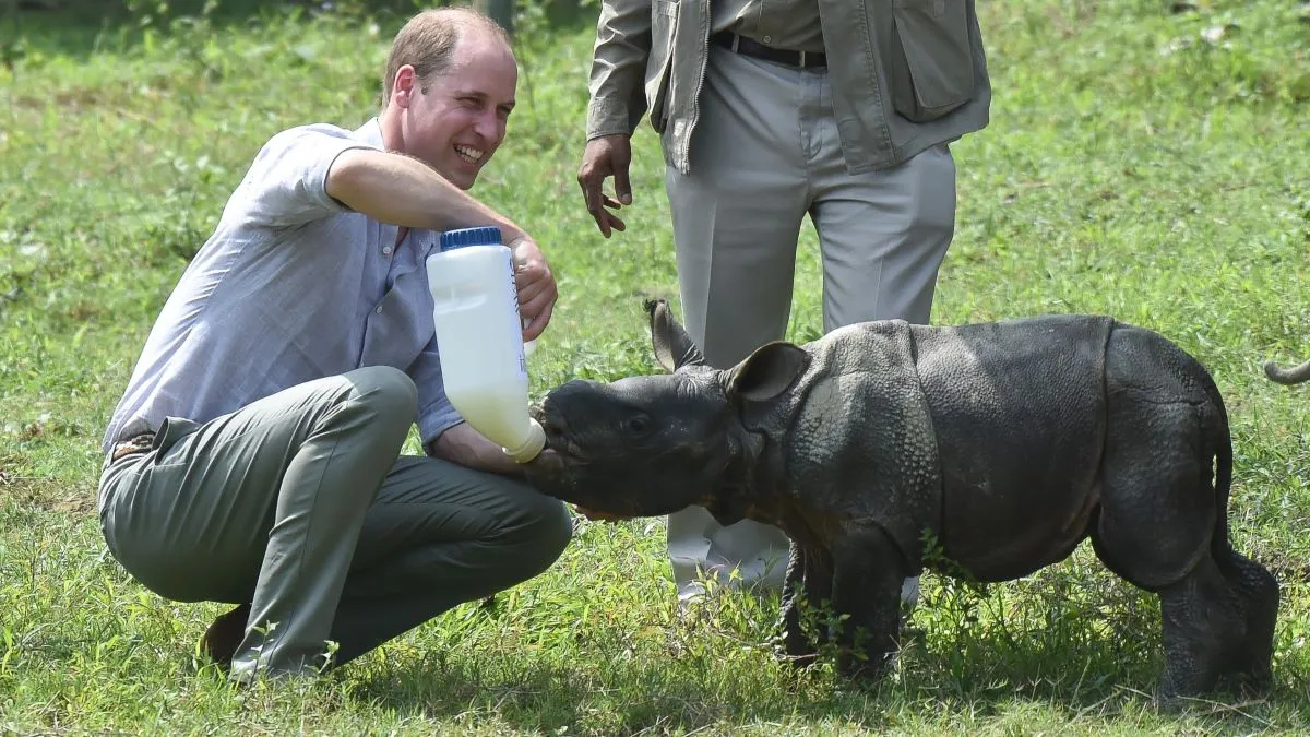 Prince William, Duke of Cambridge feeds a baby rhino during a visit to the Centre for Wildlife Rehabilitation and Conservation at Kaziranga National Park on April 13, 2016 in Guwahati, India. (Photo by Samir Hussein/Pool/WireImage)