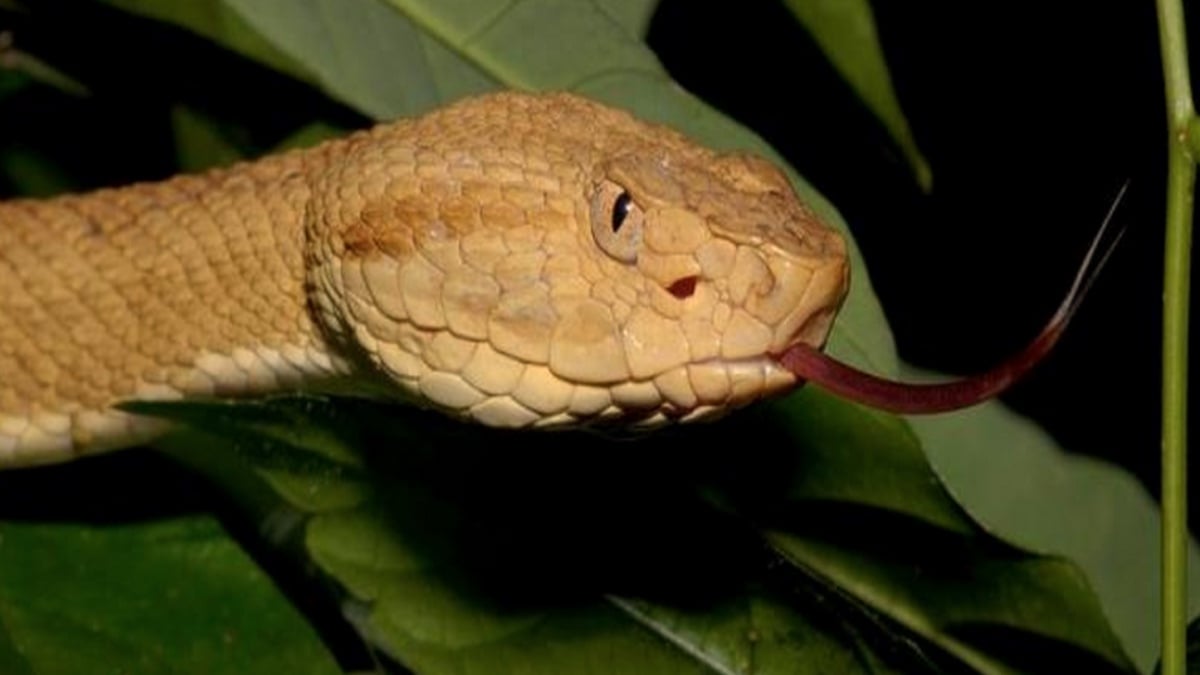 The highly deadly Golden Lancehead Viper of Snake island