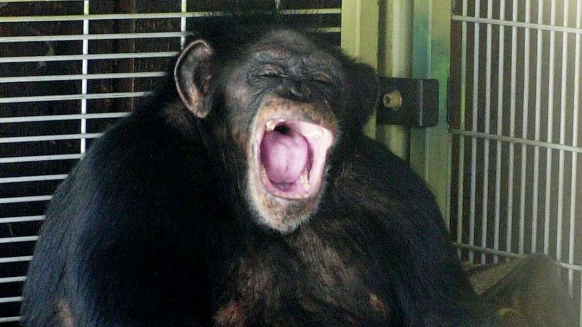 What Is the Story of Travis the Chimp, and What Happened to Charla Nash?