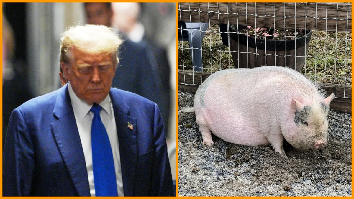 President Donald Trump speaks to the press as he arrives for his trial for allegedly covering up hush money payments at Manhattan Criminal Court on May 3, 2024 in New York City/Pig in corral on a farm in Briones, California, June 5, 2022.