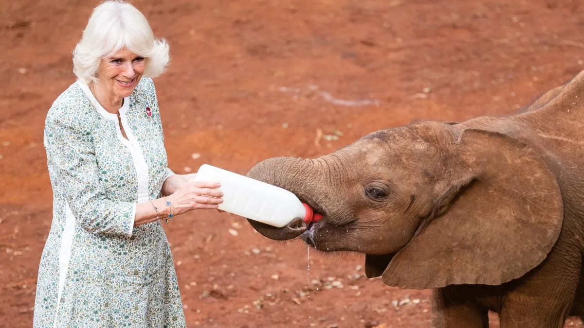 Queen Camilla feeds a baby elephant during a visit to Sheldrick Wildlife Trust Elephant Orphanage in Nairobi National Park, to learn about the trust's work in the conservation and preservation of wildlife and protected areas across Kenya, on day two of the state visit to Kenya on November 1, 2023 in Nairobi, Kenya. King Charles III and Queen Camilla are visiting Kenya for four days at the invitation of Kenyan President William Ruto, to celebrate the relationship between the two countries. The visit comes as Kenya prepares to commemorate 60 years of independence. (Photo by Samir Hussein/WireImage)