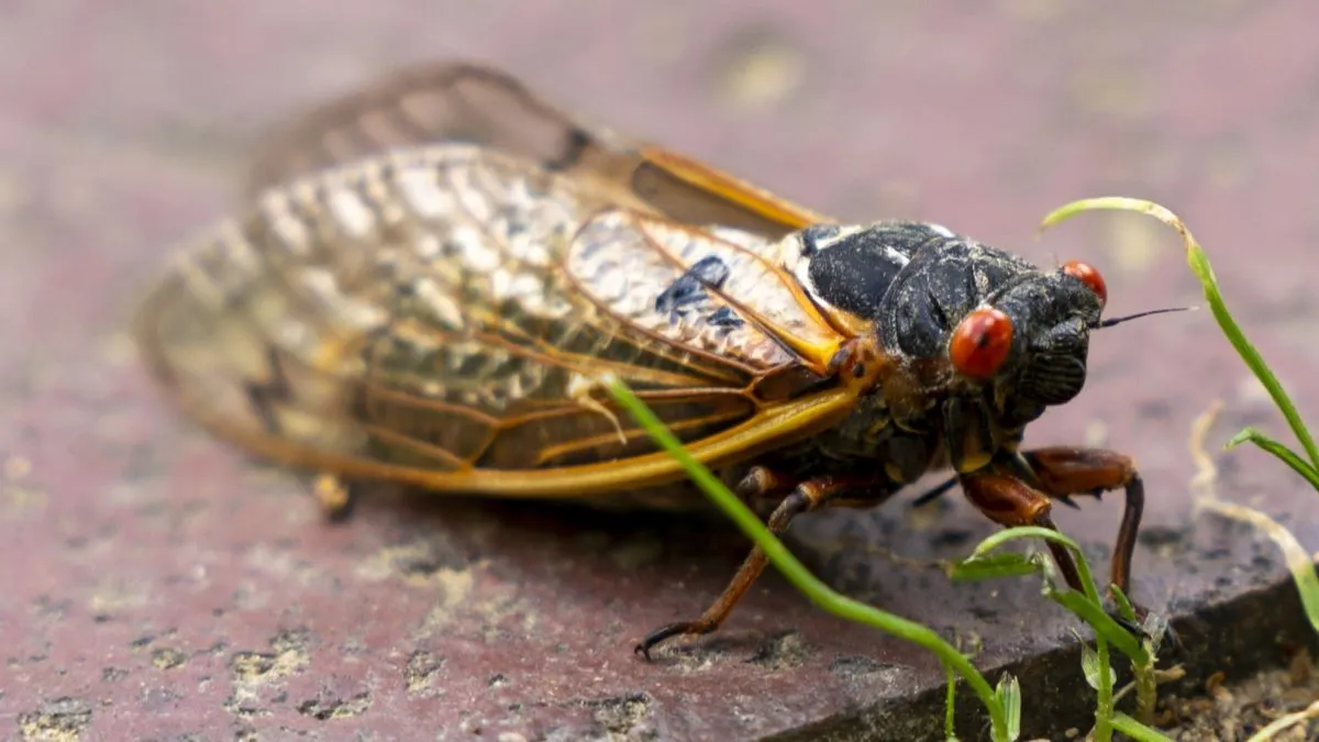 A Brood XIX cicada crosses a brick path on campus at the University of North Carolina on May 1, 2024 in Chapel Hill, North Carolina. Brood XIX, known as the Great Southern Brood, are present along the east coast from Maryland to Georgia and in the Midwest from Iowa to Oklahoma. (Photo by Sean Rayford/Getty Images)
