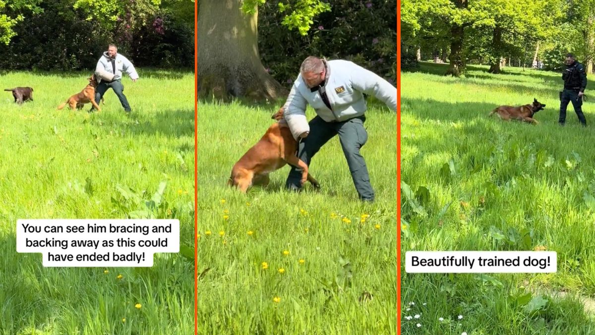 Labrador interupts bitework training police dog