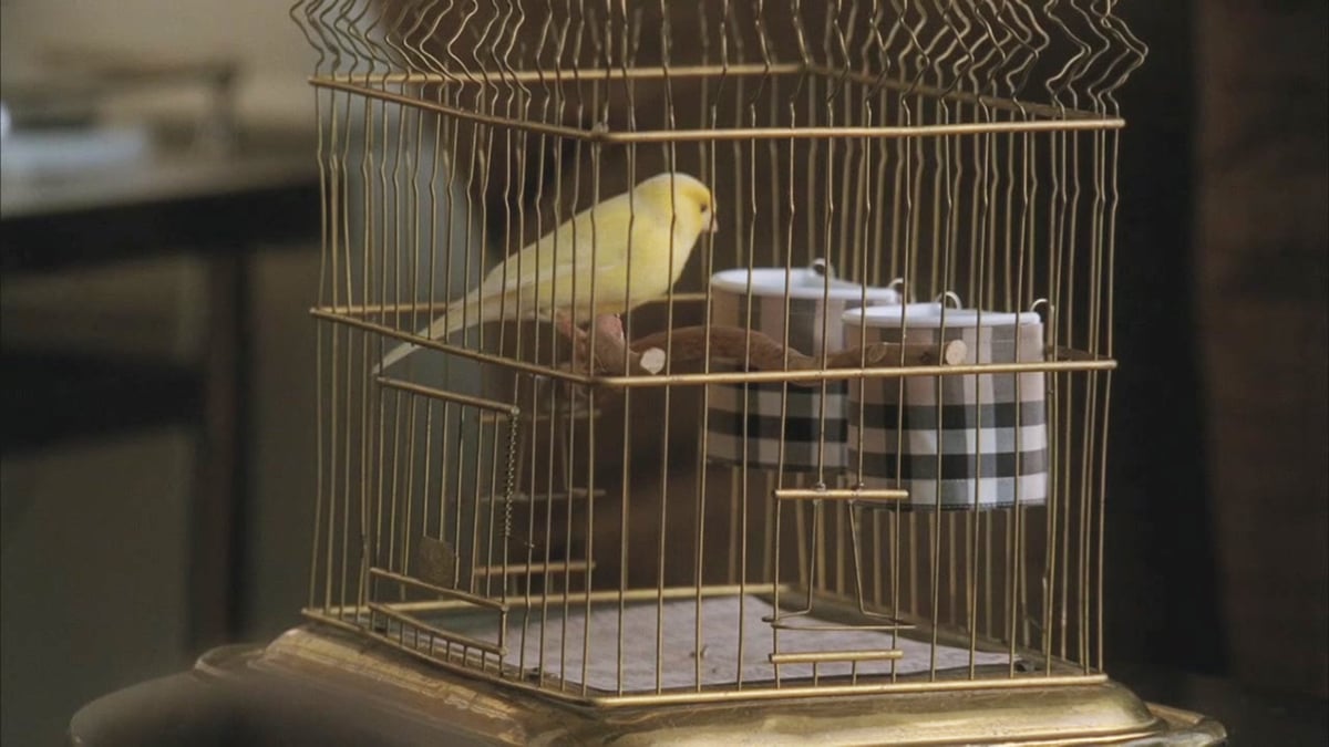 O pássaro Pavarotti de Kurt em sua gaiola na 2ª temporada de Glee