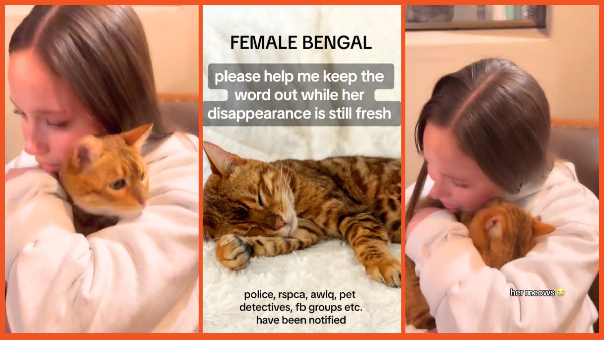 ‘Her Meows Broke My Heart’: Desperate Owner and Her Lost Pet Are ...