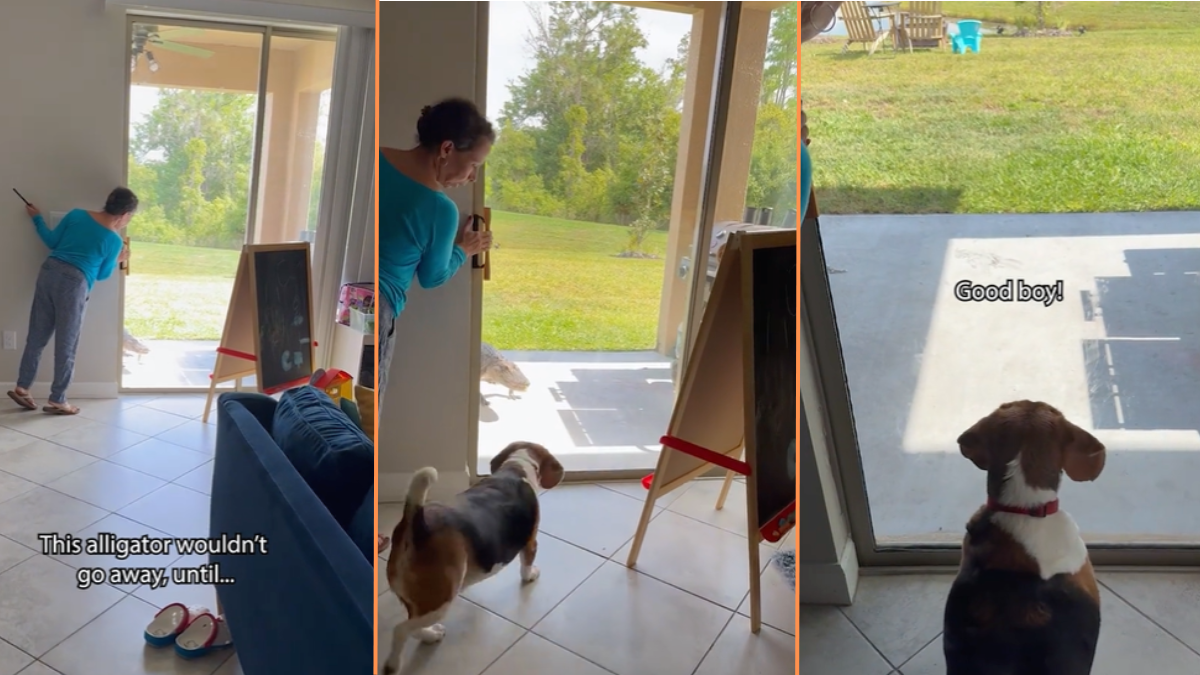 'See you later, alligator': Fearless beagle protects his humans when a legitimate alligator tries to break into their house